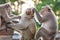 Monkeys checking for fleas and ticks on concrete fence