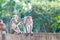 Monkeys checking for fleas and ticks on concrete fence in the park