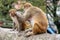 Monkeys close Pashupatinath Temple near Bagmati River. Kathmandu, Nepal