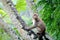 Monkeys crouching on a palm tree trunk