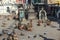 Monkeys and dogs looking for food in Kathmandu