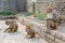 Monkeys eating at the hindu temple