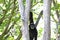 Monkeys : gibbon hanging in tree