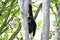 Monkeys : gibbon hanging in tree