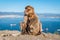 Monkeys from Gibraltar