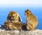 Monkeys in Gibraltar, Barbary Ape