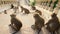 Monkeys grooming on stone railing