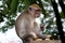 monkeys live wild in Indonesia's tropical forests