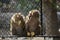 Monkeys that are locked in a cage are eating bananas