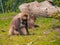 Monkeys look for food in the grass at the zoo