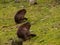 Monkeys look for food in the grass at the zoo