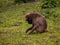 Monkeys look for food in the grass at the zoo