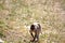 Monkeys : macaque walking on brown, grassy land