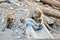 The monkeys mom and baby in temple named `Wat Khao Takiap` at famous Province in Thailand Hua in was relax by finding lice for t