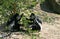 Monkeys, named Colobus guereza