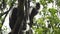 Monkeys at Natural Environment on Rainforest Trees in Africa