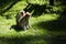 Monkeys, Olomouc Zoo