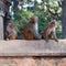 Monkeys at Pashupatinath temple in Kathmandu, Nepal