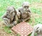 Monkeys playing checkers