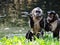 Monkeys Playing Near A River