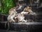 Monkeys relaxing at temple ruins in jungles