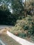 Monkeys on road with green trees