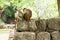 Monkeys on the rocks in the rainforest, Some long tailed monkeys at Sri Lanka, herd group of primates