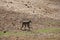 Monkeys at Ruaha national park ,Tanzania east Africa.