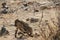 Monkeys at Ruaha national park ,Tanzania east Africa.