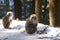 Monkeys are rummaging through the garbage left by the tourists. During winter, you can see monkeys soaking in a hot spring