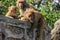 Monkeys at the sacred monkey temple in Kathmandu - Swayambhunath