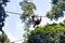 Monkeys in Sepilok nature reserve in Sabah, Borneo, Malaysia