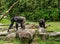 Monkeys in Singapore Botanic Garden