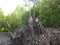 Monkeys sitting on tree root in mangrove forest in Koh Lanta, Thailand