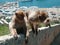 Monkeys sitting on the wall. Close up view. Monkeys living in freedom. Vacation picture, holiday in tropical country