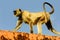 Monkeys sitting on the wall in Jaipur