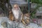 Monkeys at Swayambunath temple in Kathmandu, Nepal.