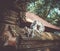 Monkeys on a temple roof in the Monkey Forest, Ubud, Bali, Indonesia