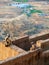 Monkeys at the top of the city of Pushkar, India