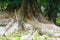 Monkeys on tree with amazing root structure