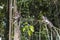 Monkeys on tree in Monkey forest, Bali