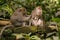 Monkeys in Ubud Monkey Forest, Bali