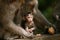 Monkeys in Ubud Monkey Forest, Bali