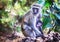 Monkeys vervet are in the wildlife reserve on the natural grass, trees background. Outdoor. Kenya, Africa. Copy space.