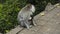 Monkeys waiting for food from tourists on a stone