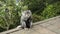 Monkeys waiting for food from tourists on a stone