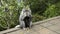 Monkeys waiting for food from tourists on a stone