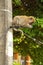 Monkeys waiting to receive food from the human