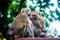 Monkeys on the wooden bench at the park in Thailand. Macaca leonina. Northern Pig-tailed Macaque