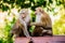 Monkeys on the wooden bench in Thailand. Macaca leonina. Northern Pig-tailed Macaque